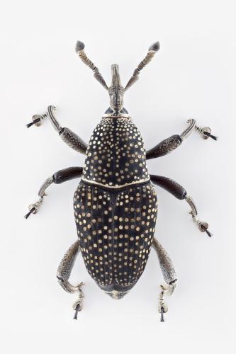 Cercidocerus flavopunctulatus